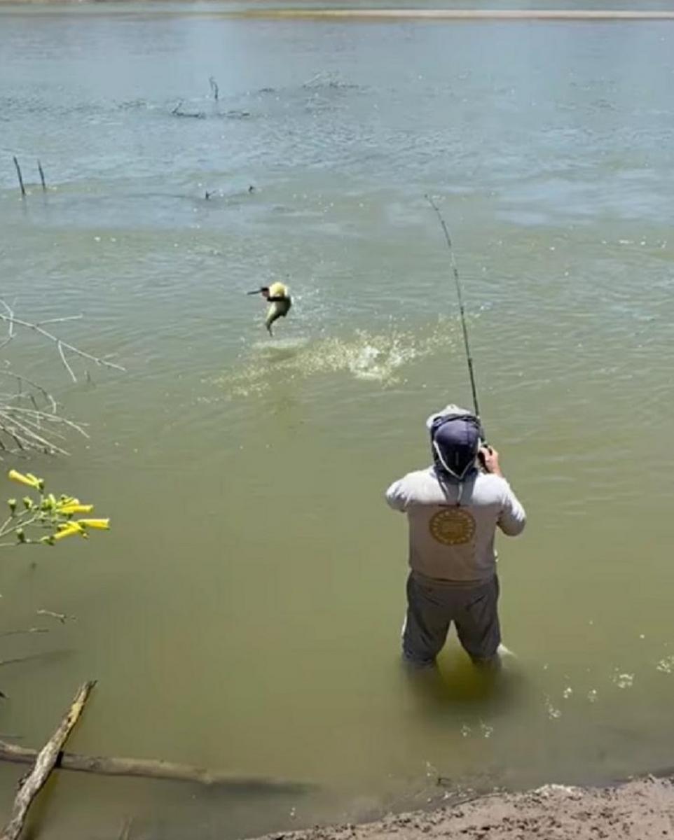 EN ACCIÓN. Redondo en plena pelea con un “amarillo” capturado en el río Dulce