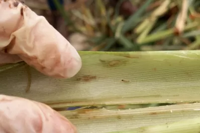 En 2020 se perdieron más de 100.000 toneladas de azúcar por el barrenador