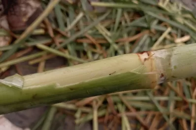Recomiendan comenzar ahora con el monitoreo del “gusano perforador”