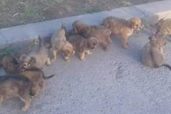 Tiene a su cuidado casi 90 perros y celebra la ley de castración masiva