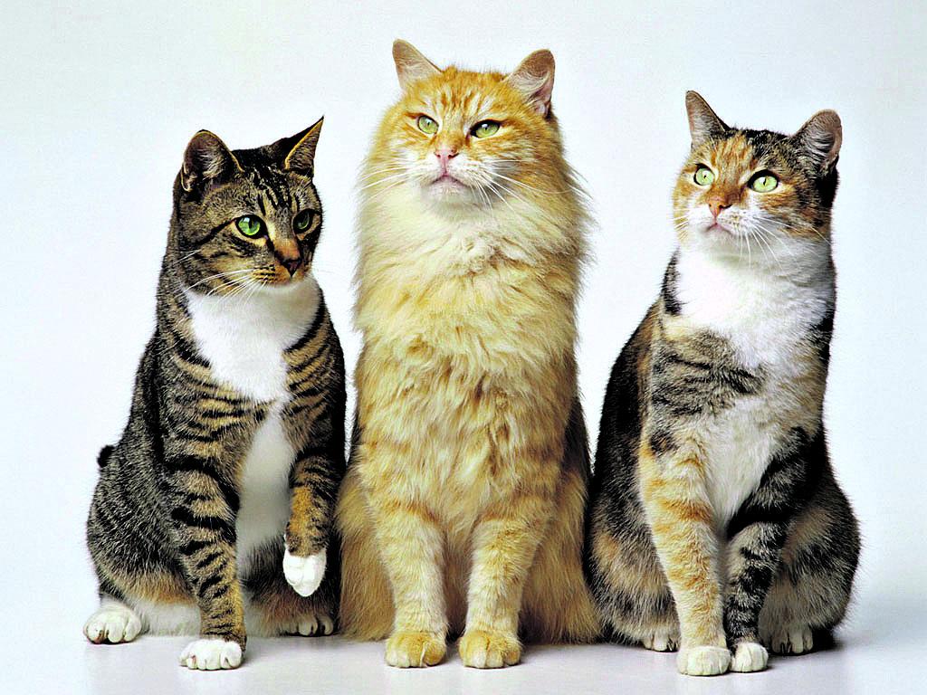 Historias de rescate y de amor incondicional entre los gatos y sus dueños