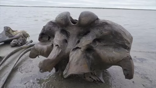 FÓSIL. El mamut más antiguo data de hace 1,2 millón de años y fue encontrado en Krestovka. 