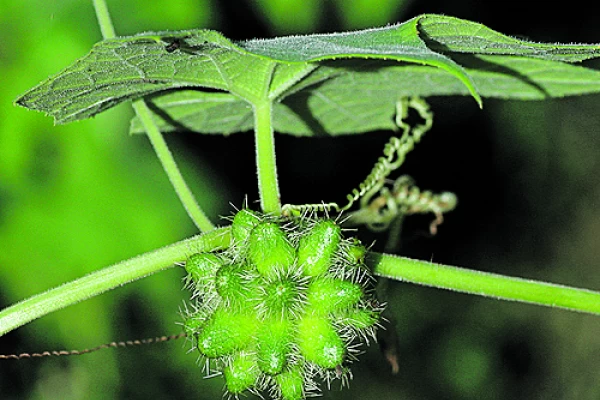 Identificar lotes problemáticos y planificar, las claves
