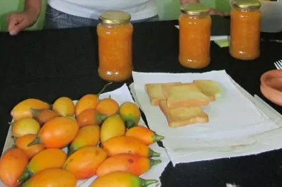 Por qué en Tafí Viejo recomiendan consumir chilto