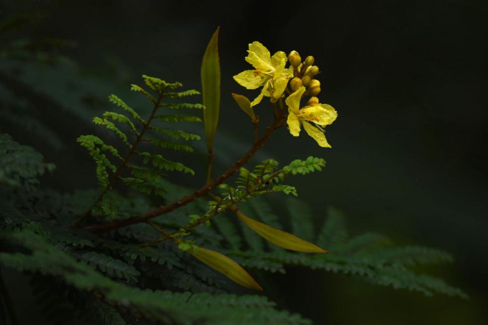 FLOR. La floración se da desde fines de diciembre hasta mediados de marzo.