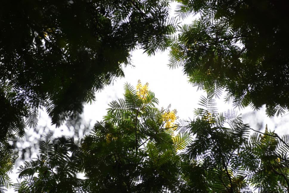 VERDE Y AMARILLO. También llamado Ibirá Puitá en Argentina, en el Uruguay se lo llama árbol de Artigas y en Brasil, Cana-fístula.