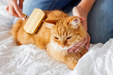 Un lugar para jugar y otro para estar seguros, las necesidades de los gatos