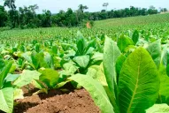 Llegaron los fondos de la Caja Verde para los tabacaleros tucumanos