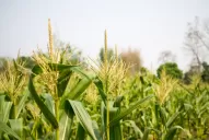 “Todos esperamos que los cultivos sigan adelante y que no falte el agua”