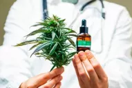 Mendoza reglamentó el cultivo de cannabis para uso medicinal