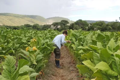 Científicos buscan potenciar la acción de los hongos para combatir plagas de cultivos