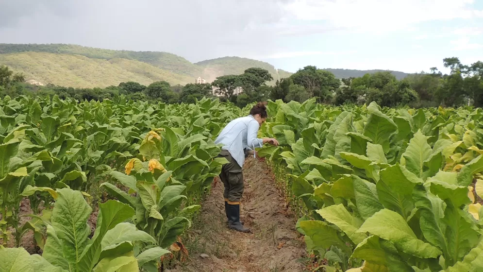 Científicos buscan potenciar la acción de los hongos para combatir plagas de cultivos