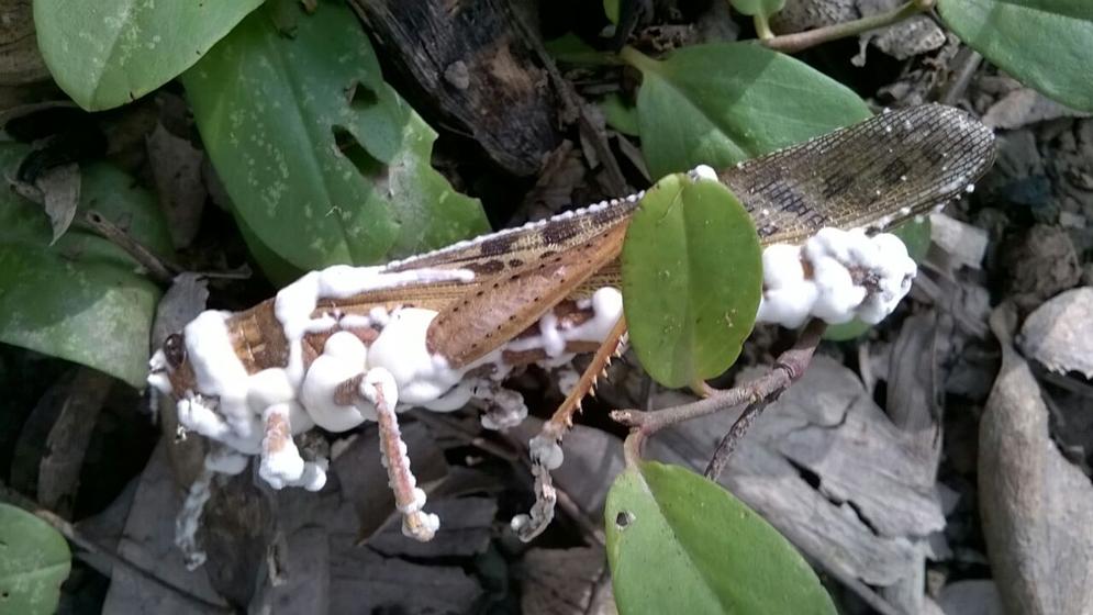 Científicos buscan potenciar la acción de los hongos para combatir plagas de cultivos