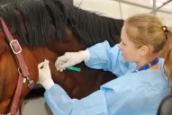 Suero equino: cómo es el tratamiento que recibe el vicegobernador Jaldo