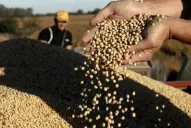 Bajan las ventas de soja argentina en los mercados internacionales