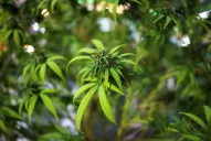 Córdoba se adhirió a la ley nacional del uso medicinal del cannabis