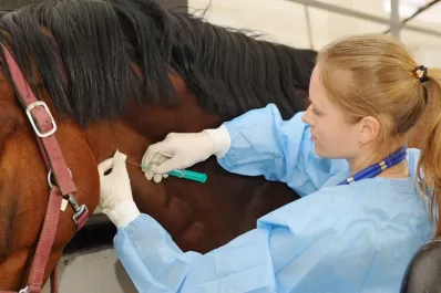 Suero equino: cómo es el tratamiento que recibe el vicegobernador Jaldo