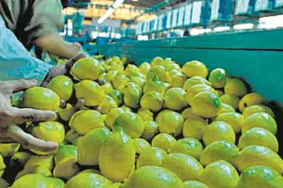 Campaña cítrica: con modalidad dual dictarán un curso de inspectores de empaques