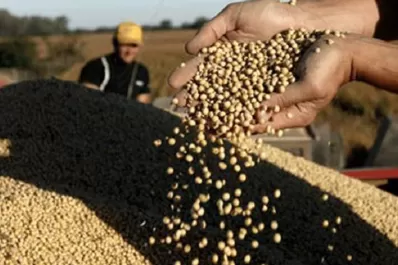 Debido al clima proyectan una caída de U$S 2.262 millones en ingresos por exportación de soja