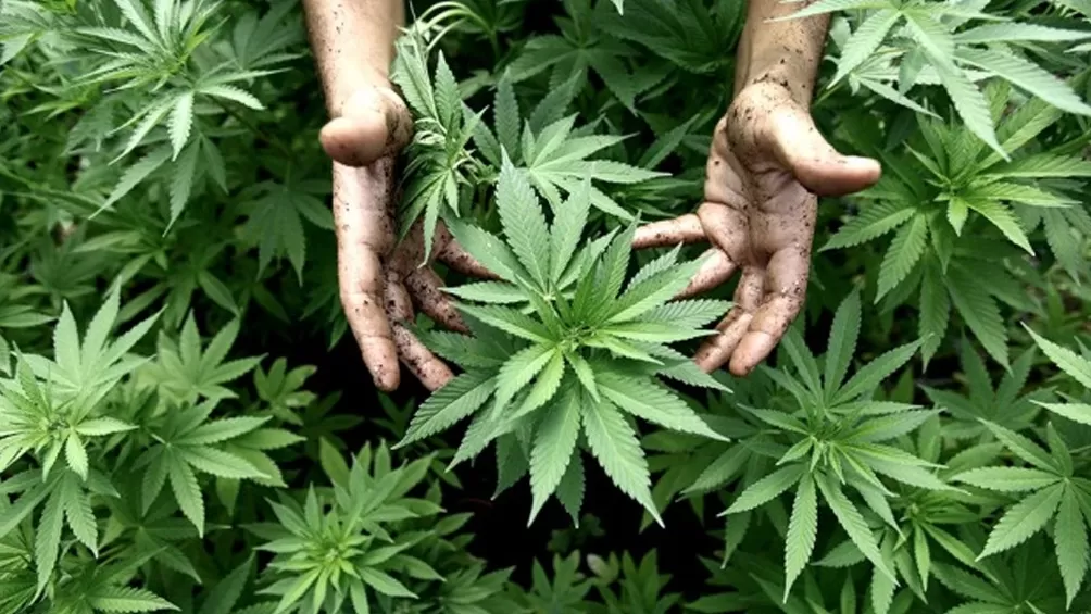 SÓLO EN EL INTERIOR. No se podrá cultivar plantas de marihuana afuera. 