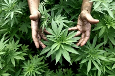 El Gobierno reglamentó el registro de autocultivo de cannabis medicinal