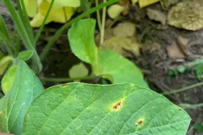 El buen tiempo favorece al cultivo, pero también a la aparición de enfermedades