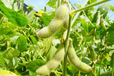 Estiman una producción de soja de 45 millones de toneladas