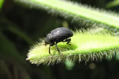 Sugieren exacerbar controles contra el picudo negro