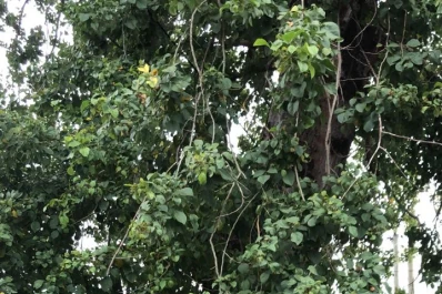 Un árbol de 25 metros corre peligro de desplomarse