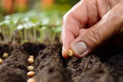 Tafí Viejo: repartirán semillas a 2.000 vecinos