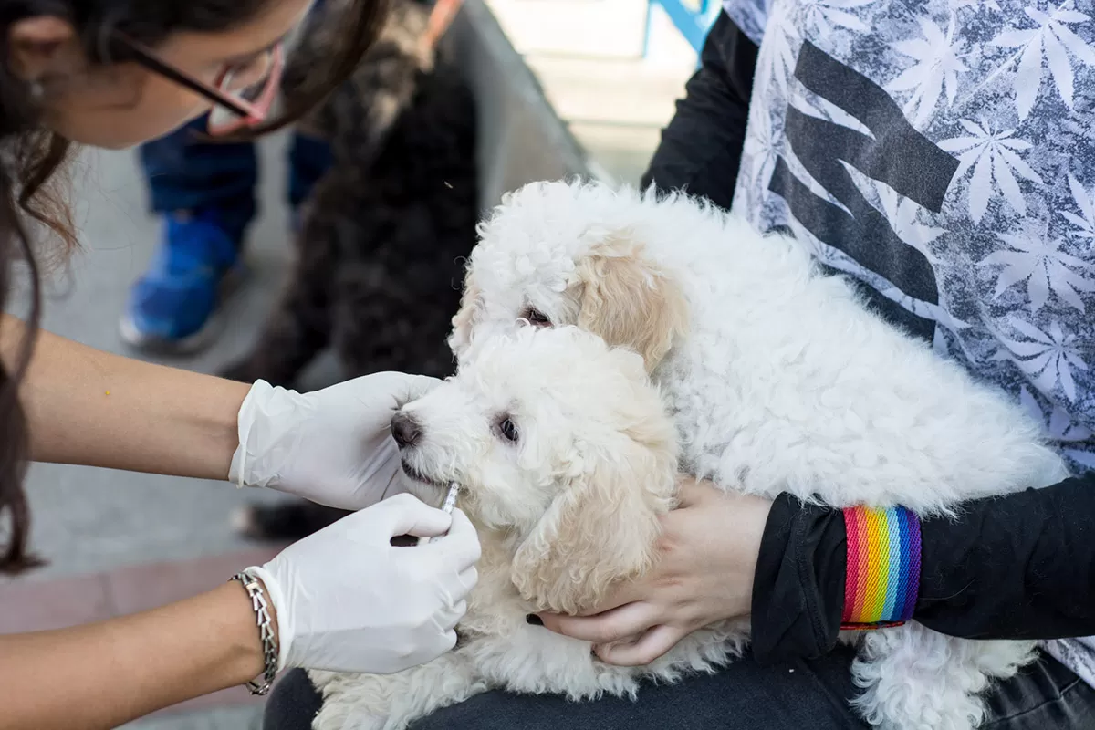 Yerba Buena: el Tráiler veterinario se instalará en la plaza Marcos