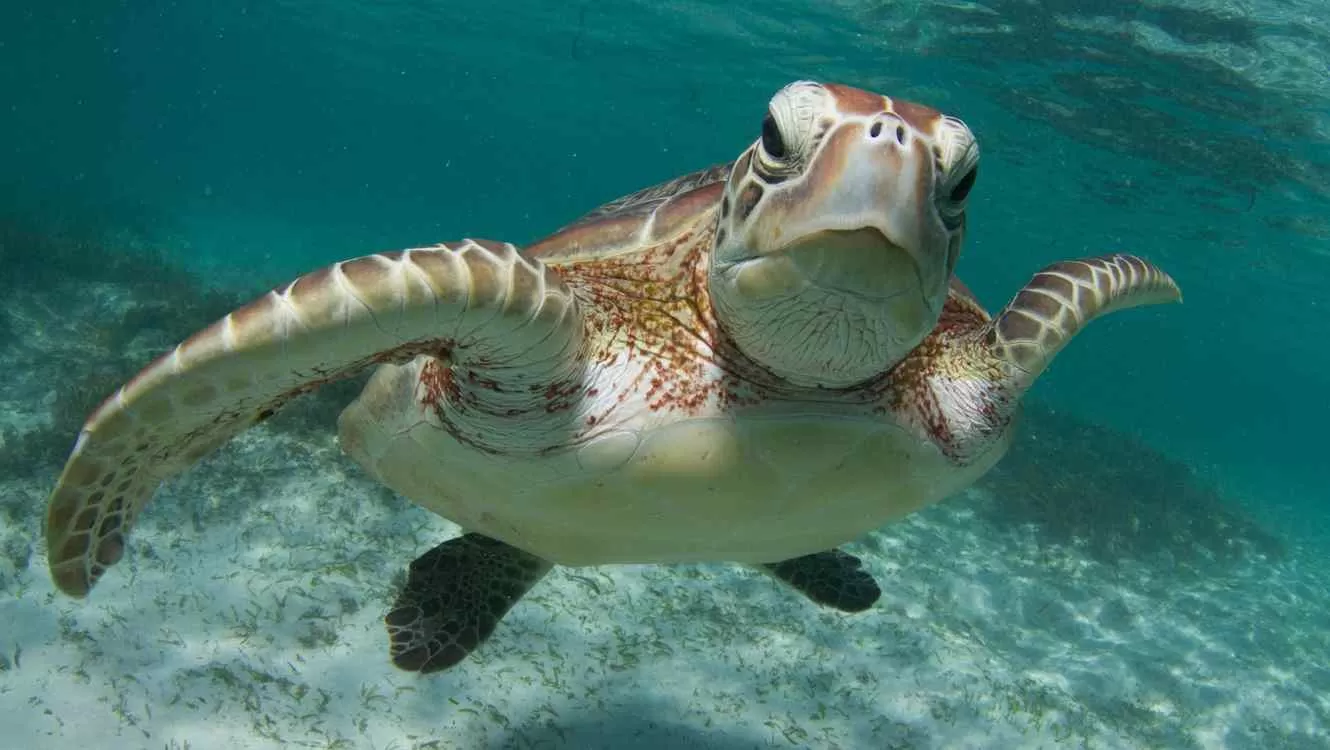 Nueve niños y 10 adultos murieron por comer carne de tortuga marina en Madagascar