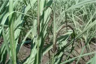 El tiempo errático influyó en la aparición de plagas