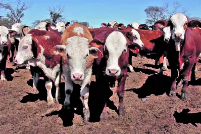 El mundo comenzó un proceso de retención ganadera