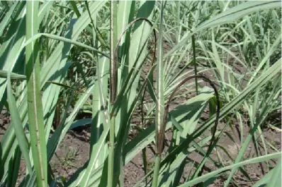 El tiempo errático influyó en la aparición de plagas