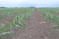 Los eventos climáticos condicionaron el desarrollo de los cañaverales