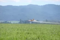 Los beneficios de usar maduradores de caña