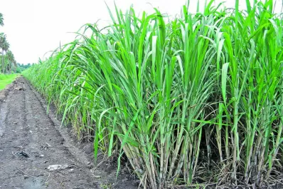 Campaña 2020/21 con lluvias dispares e irregulares