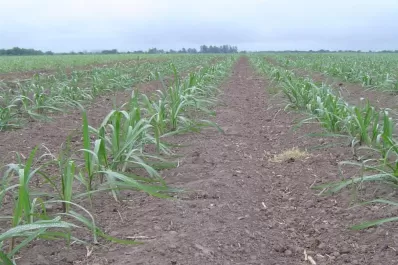 Los eventos climáticos condicionaron el desarrollo de los cañaverales