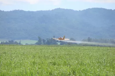 Los beneficios de usar maduradores de caña