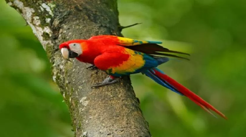 Rescataron un Guacamayo, en Tucumán