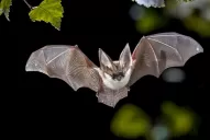 La OMS apunta al origen animal del coronavirus