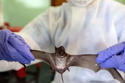 Encontraron un murciélago con rabia: sugieren vacunar a las mascotas