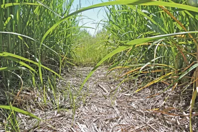 El año pasado se quemó cerca de un 40% de la superficie de caña plantada en la provincia