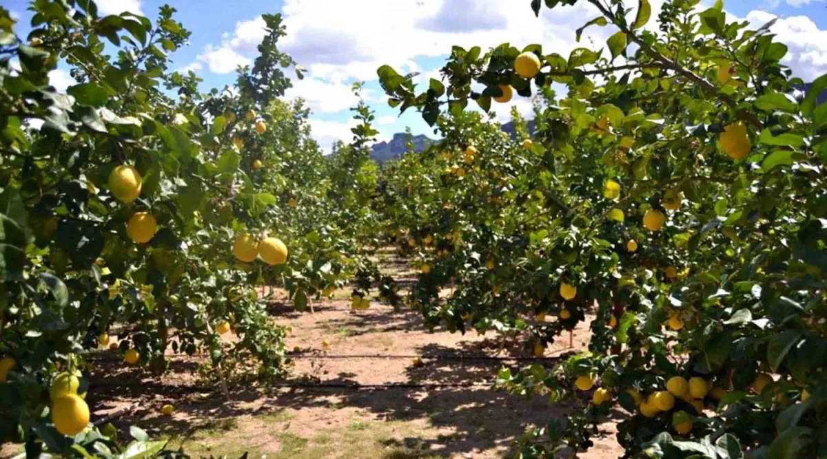ones es uno de los delitos más comunes en el campo.