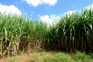 El biocombustible es un mercado alternativo esencial para el azúcar