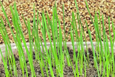 Algunas pautas a tener en cuenta para conocer la calidad sanitaria de la semilla