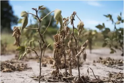 Vienen meses de temperatura y de lluvia normales para el trigo
