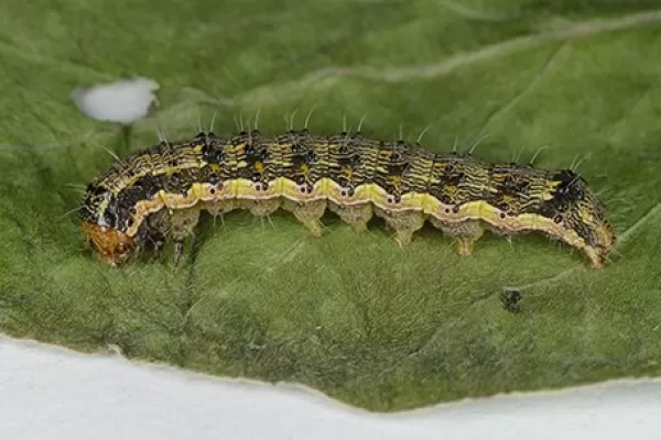 Una app dio datos precisos sobre la oruga bolillera en soja