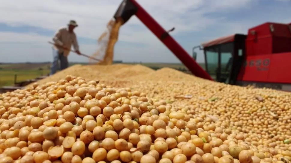 PRODUCCIÓN. Estiman que en Tucumán hay unas 170.000 ha. de soja.  